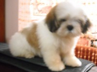 /album/ven%c3%a2ncio/ven%c3%a2ncio1-jpg/