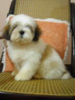 /album/ven%c3%a2ncio/ven%c3%a2ncio2-jpg/