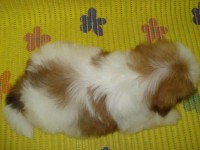 /album/ven%c3%a2ncio/ven%c3%a2ncio35dias-jpg/