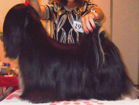 Pai: Chic Choix Southerm Gentleman "Olav" - Importado da Finlândia - Prop. Ana Beatriz Knoll 